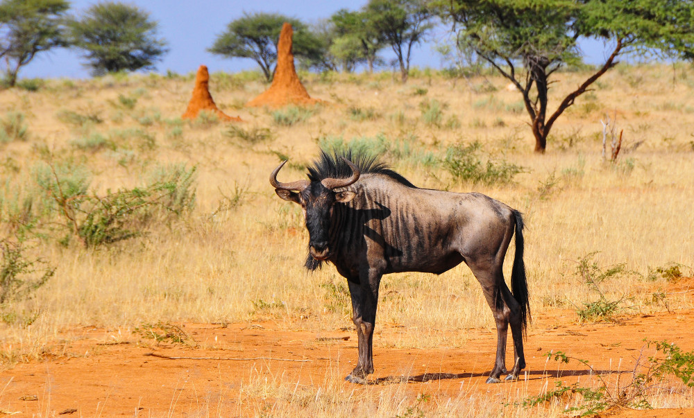 Wildebeast, gnu, horns and africa, HD photo de Yvan Musy