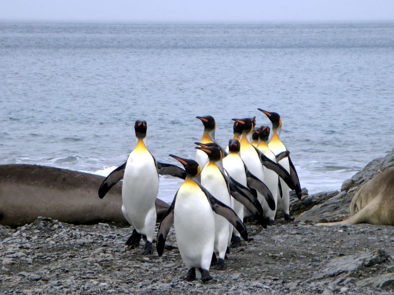Penguins on Parade par D-Stanley sous licence CC BY 2.0